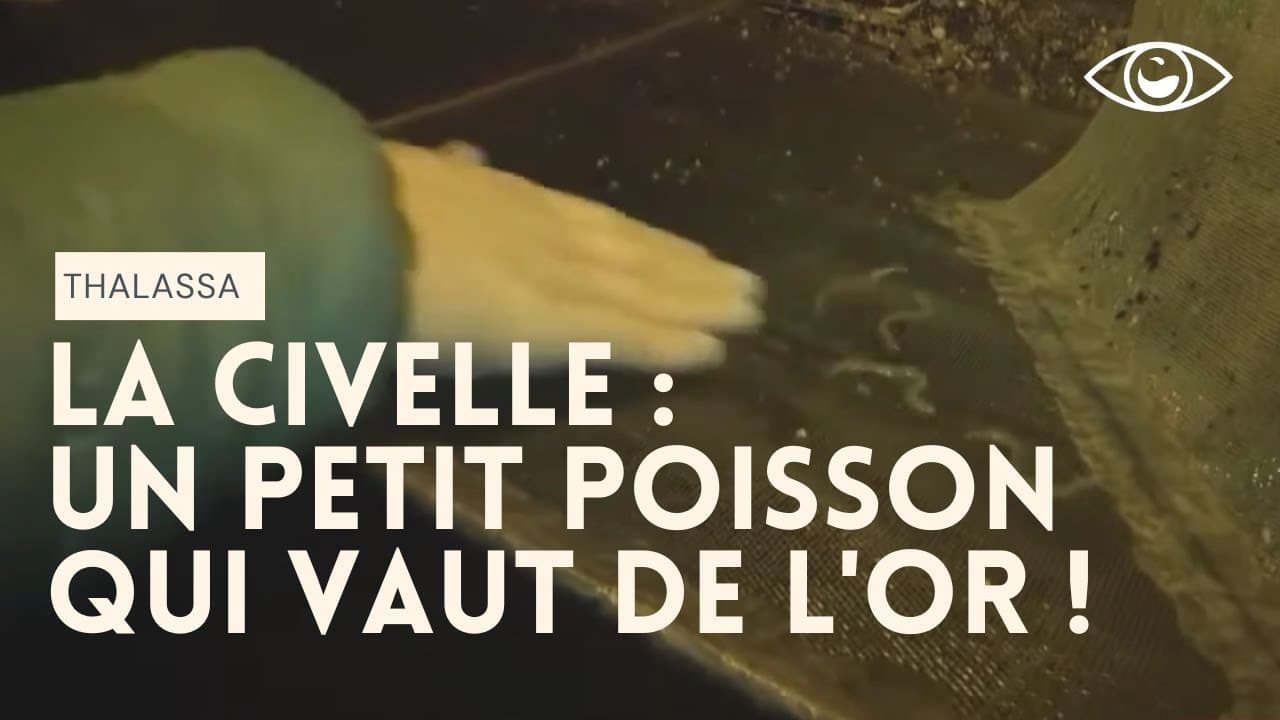 Miniature de la vidéo